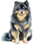 Eurasier WC0931