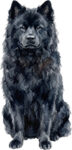 Eurasier WC1098