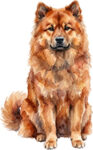 Eurasier WC1582