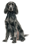 Field Spaniel WC0067