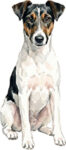 Foxterrier WC1317