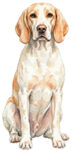 French White and Orange Hound WC0832