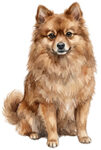 German Spitz WC2156