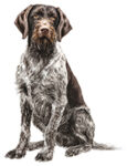 German Wirehaired Pointer WC0056