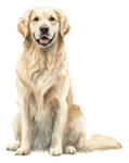 Golden Retriever WC0167