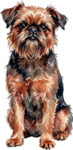 Griffon belge WC0785