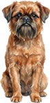 Griffon belge WC1483