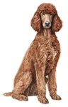 Irish Water Spaniel WC0033