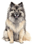 Keeshond WC0036