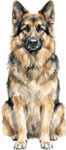 King Shepherd WC1965