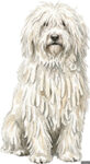 Komondor WC1987