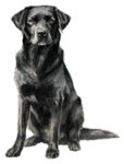 Labrador Retriever WC0410