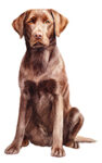 Labrador Retriever WC0415