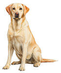 Labrador Retriever WC0419