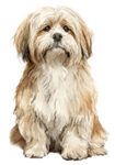 Lhasa Apso WC0424