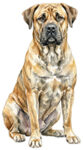 Majorca Mastiff WC0875