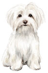 Maltese WC0001