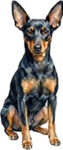 Manchesterterrier WC1299