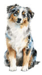 Miniature American Shepherd WC0437
