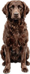Murray River Retriever WC1882
