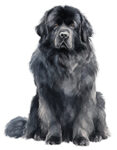 Newfoundland WC0436