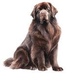 Newfoundland WC0440