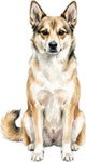 Norsk lundehund WC0717