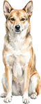 Norsk lundehund WC1111