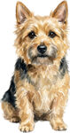 Norwichterrier WC1110