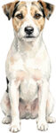 Parson russell terrier WC1915