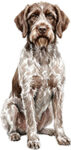Pudelpointer WC1227