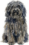 Puli WC1138