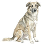 Pyrenean Shepherd WC0611