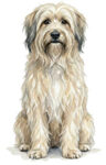 Pyrenean Shepherd WC0614