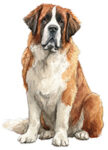 Saint Bernard WC0483