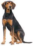 Schiller Hound WC0585