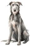 Scottish Deerhound WC0024