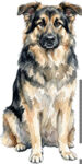 Shiloh Shepherd WC1750