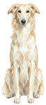 Silken Windsprite WC0895