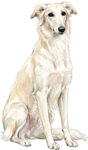 Silken windhound WC1748