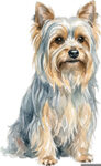 Silky Terrier WC1126
