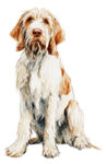 Spinone Italiano WC0088