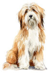 Tibetan Terrier WC0510