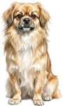 Tibetansk spaniel WC0750