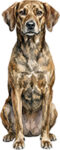 Treeing Tennessee Brindle WC1120