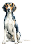 Treeing Walker Coonhound WC0121