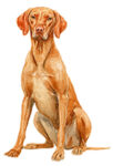 Vizsla, shorthaired WC0141