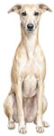 Whippet WC2482