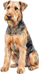 Airedale Terrier WC0051