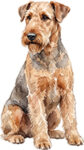 Airedaleterrier WC0047